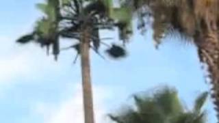 Imitation Palm Tree Cell Phone Towers - 65' Tall