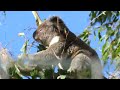 wild koala cyrano at koala gardens tuckurimba