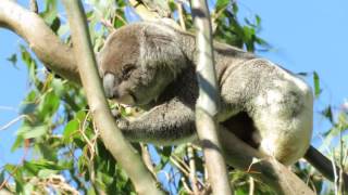 Wild Koala Cyrano at Koala Gardens Tuckurimba