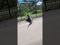 Giant alligator bends metal fence while forcing its way through