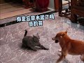 猫：你这狗指定是有点毛病 原创搞笑配音，你喜欢叔吗，那叔也喜欢你