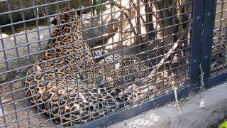 夏蝉😓⑬ジャガー・ルナちゃん・ニライちゃん・カナイちゃん・沖縄こどもの国・・・Jaguar ・Okinawa Zoo \u0026 Museum(20240621)