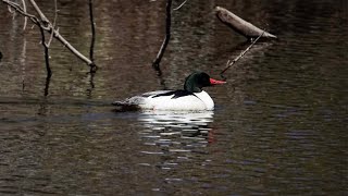 Common Merganser: Identification (25 April 2024)