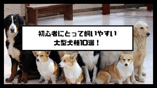 初心者にとって飼いやすい大型犬10選