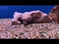 wholesale tropicals fish shop tour bethnal green london