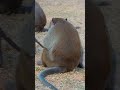 ep448. adorable monkeys doing funny things for attention