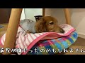 【老犬】点滴治療を頑張ってます【ダックスフンド】