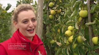 30.000 Kilo Äpfel zu verschenken | Landesschau Baden-Württemberg