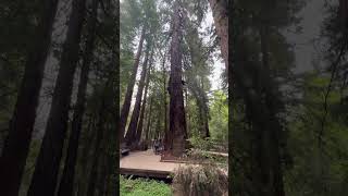 Pfeiffer Big Sur State Park
