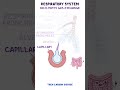 Clinical Cuts: Respiratory system anatomy & physiology