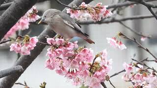 灰頭椋鳥 2022/02/08 內湖樂活公園