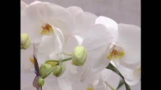 MÀU HOA BÍ - NGÔ QUỐC LINH