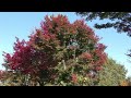 【4k】秋の絶景スポット、坊ヶ池湖畔を歩く！【新潟県・上越市】紅葉