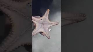 LIVE STARFISH CHALLENGE! You Wont Believe What Happened! #starfish #aquatic #ocean #fun #adventure