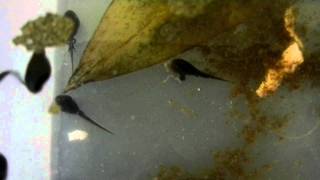 American toad tadpole eating drowned metamorphosed conspecific