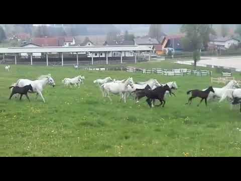 What Colour are Lipizzaner foals?