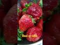 are these strawberries real or fake... any guesses explore strawberry red