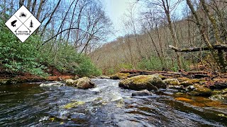 The Number of Fish in This North Carolina DH Stream Was Truly Insane!