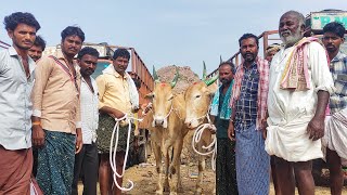 Halaharvi Eranna bulls videos// Adoni cattils Friday Market