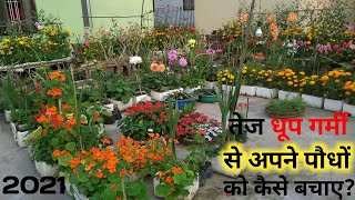 तेज धूप गर्मी से अपने पौधों को कैसे बचाएं?{2021}How To Protect Your Plants From Strong Sunlight?