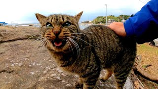 神社に行ったら岩の上にいた野良猫が歓迎してくれた