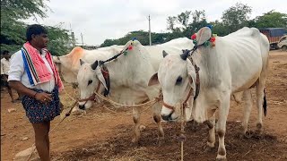 పెబ్బేరు సంతకి సేద్యం చేసే నాలుగు పల్ల-కోడలు తెచ్చిన  బెక్కెం గూడెం రైతు | pebbair bulls market | ox