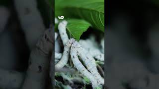 शहतूत के पत्तों में रखकर कीड़ों से ऐसे रेशम बनाते हैं किसान [Raising silkworms] #dwglobalideas