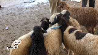 أسعار العلوش في ماطر|بنزرت🐑 نقاش حاااد بين البايع والشاري