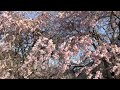 japan s top 100 cherry blossom spots mitake cherry blossoms .