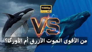 من الاقوى الحوت الازرق او الاوركا؟ 🐋🐬اكتشف الحقيقة الصادمة!