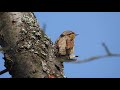 eurasian wryneck calling. wendehälse rufen. mittelrhein germany