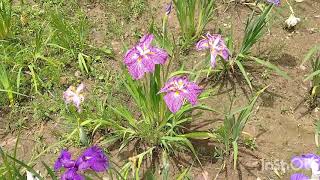 🐈️雨上がりの花菖蒲園！