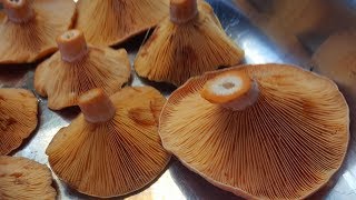 Saffron Milk Cap Mushroom (Lactarius deliciosus)