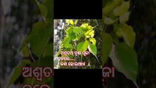 ଅଶ୍ୱ ତଥ୍ ବୃକ୍ଷ ପୂଜା କଲେ କଣ ମିଳେ #motivation #odia #flutebackgroundmusic #viralshort