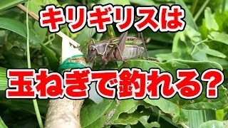 玉ねぎでキリギリスを釣ってみた