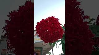 ఎంత పెద్ద నూరు వరాల పువ్వు . బాగుంది కదూ! #nature #home#colourfullflowers #gardenflowerplants