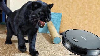 Panther Luna and scary robot vacuum cleaner 🤖😱
