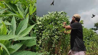 METOS LEAVES Bhorta | মেটস পাতার ভর্তা | না খেয়ে থাকলে জীবনে একটা অপ্রাপ্তি রয়ে যাবে!