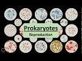 Prokaryote Reproduction