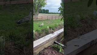 Cute Precious Peafoul chick flying across the ditch to be with mama Peahen