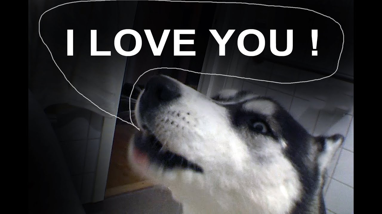 I Love You Dog Speaking Youtube
