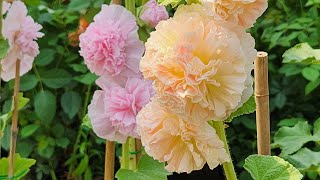 사랑스런 색감의 겹접시꽃 Lovely colored double hollyhocks