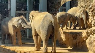 飲みたくて声が出ちゃう甘えん坊アルンくん【‎2024年‎11月19日】【上野動物園】アジアゾウ