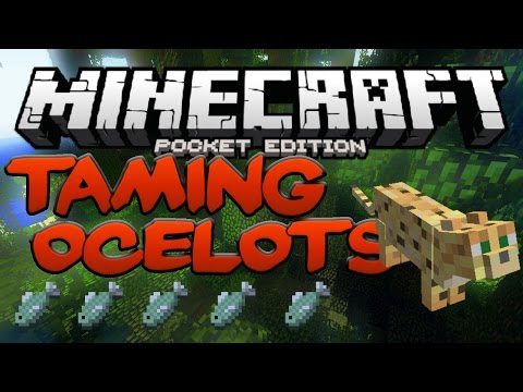 HOW TO TAME OCELOTS IN Minecraft PE - MCPE Taming Cats (Pocket Edition) HOW TO TAME OCELOTS IN Minecraft PE - MCPE Taming Cats (Pocket Edition)