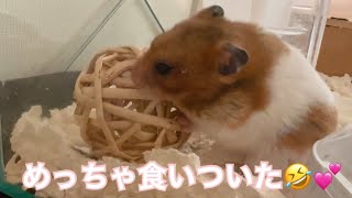 DAISOのフォージングトイを与えてみたら反応がかわいすぎた😂💗【ゴールデンハムスター】