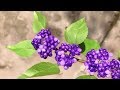 ABC TV | How To Make American Beautyberry - Craft Tutorial