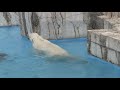 gwドキドキ体験スペシャル ホッキョクグマに活魚給餌~polar bear catches fish