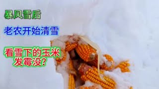 大暴雪过后，农民开始清雪，防止雪下的玉米发霉变质，去看看吧~东北农村生活【林区往事】