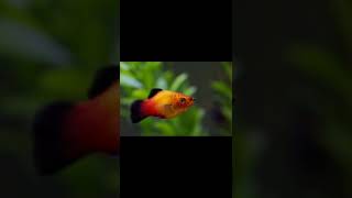 Platy fish caring tips | platy ഫിഷ് caring അറിയേണ്ടതെല്ലാം | platy fish breeding | platy fish