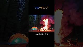 【動画生成AI】子猫のキャンプ / A kitten's camping adventure. #動画生成AI #猫 #猫動画 #ai #かわいい動物 #ショート #Shorts